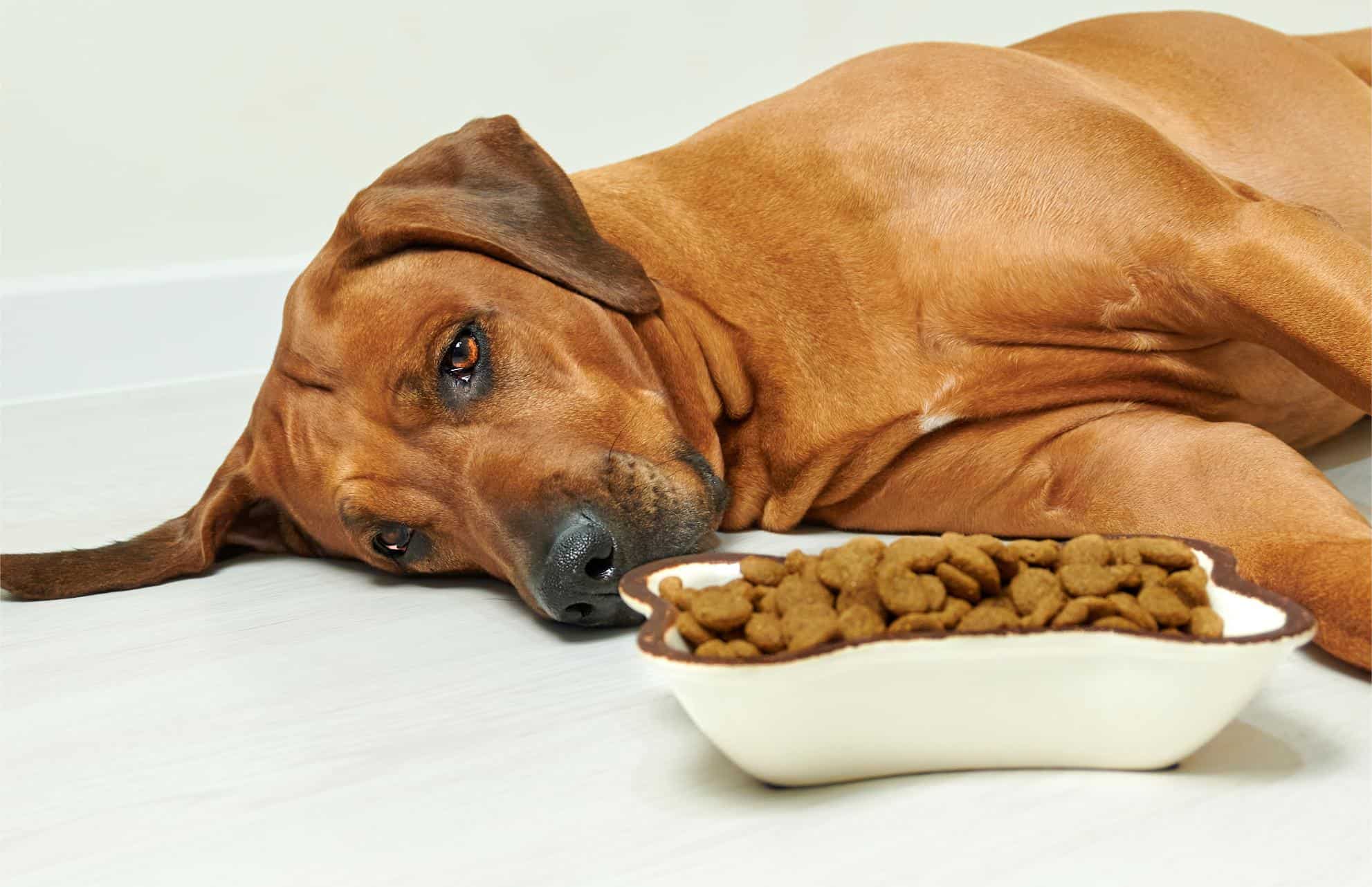 Mi perro ya no quiere comer croquetas