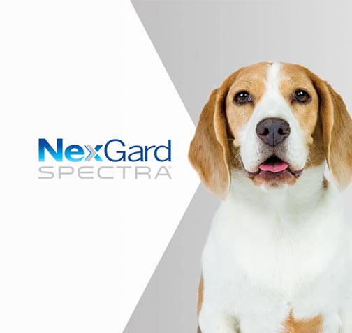 ¿NexGard ó NexGard Spectra?