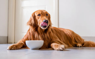Alimento Nupec para perros y gatos