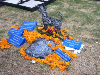 ¿Cuándo se pone la ofrenda para mascotas?