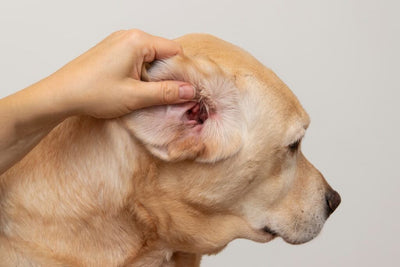 Otitis en perros