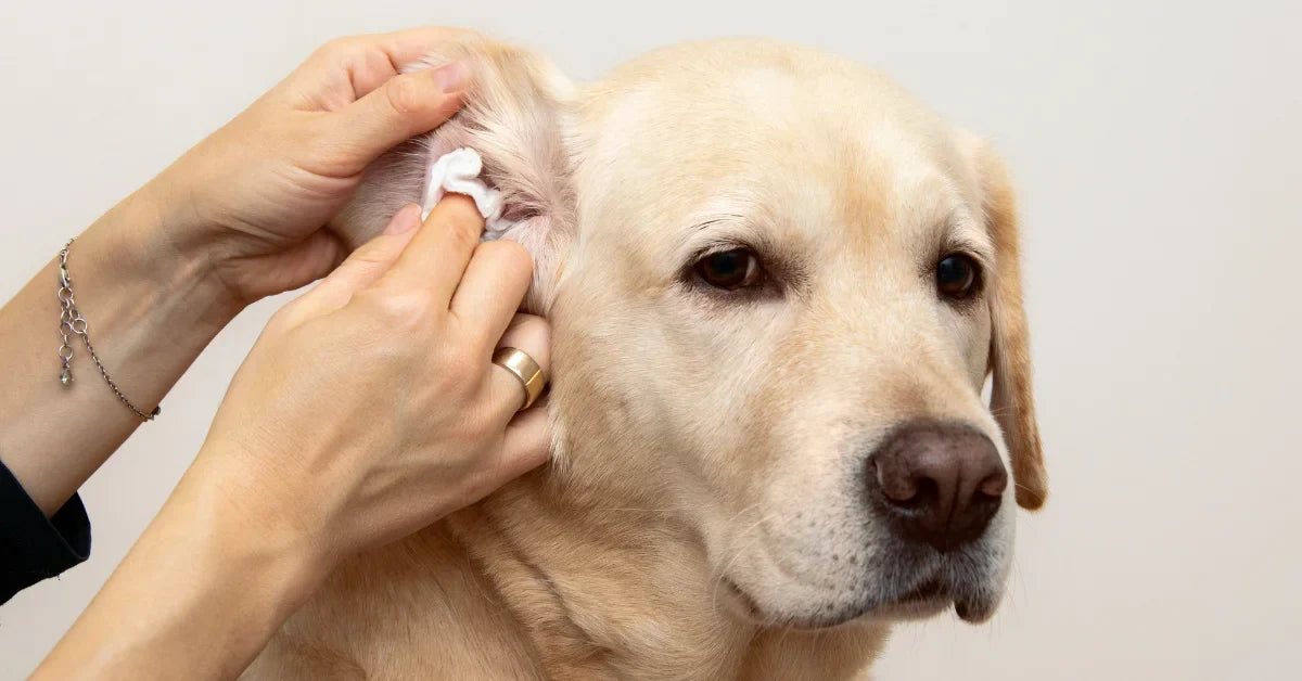 Otitis en perros: síntomas, causas y cuándo acudir al veterinario