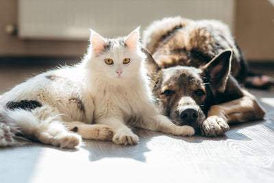 Pancreatitis en Perros y Gatos