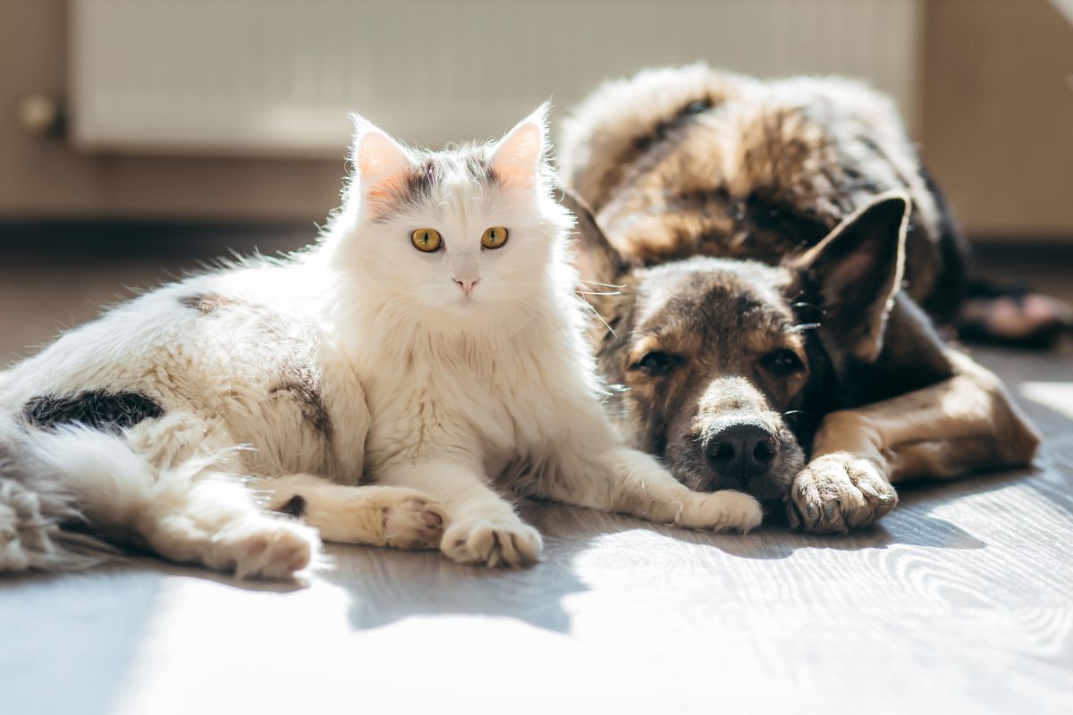 Pancreatitis en Perros y Gatos