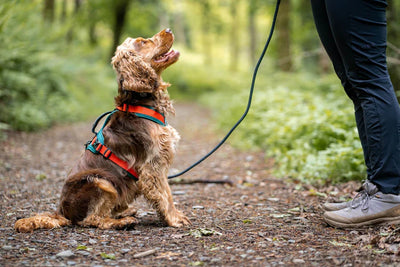 Cómo cuidar la salud de tu perro durante los paseos