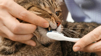 Pasta dental para gatos: guía para cuidar su higiene bucal
