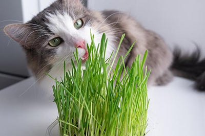 ¿Por qué los gatos comen pasto?