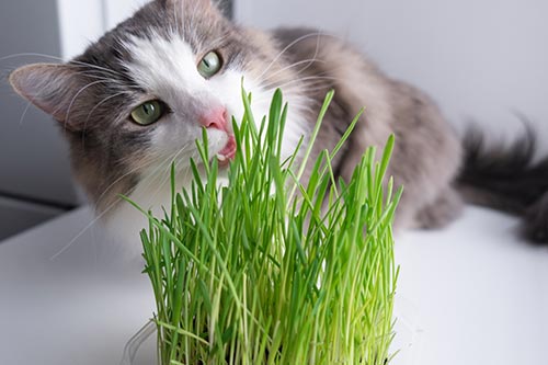 ¿Por qué los gatos comen pasto?