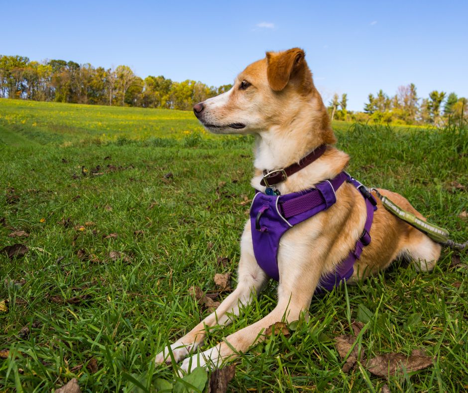 ¿Qué es una pechera y por qué es ideal para tu perro?