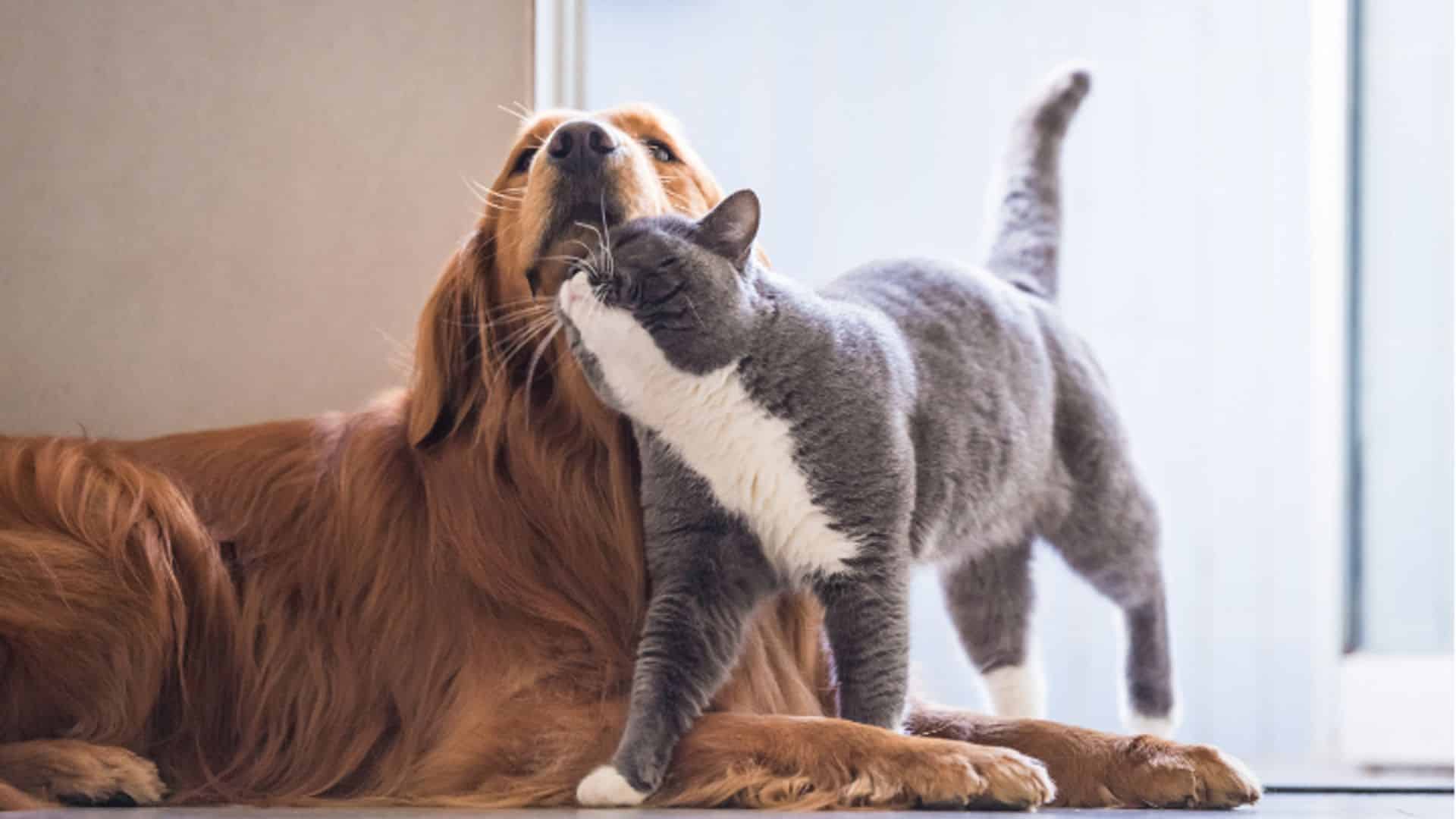 Cuidado de la piel y pelaje en perros y gatos