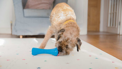 Cómo elegir juguetes para perros según su personalidad