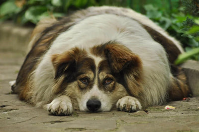 ¿Qué hacer si mi perro tiene sobrepeso?