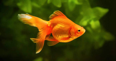 pez dorado