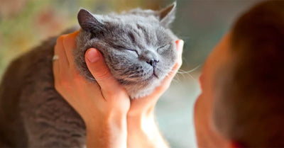 3 pilares del bienestar de tu gato