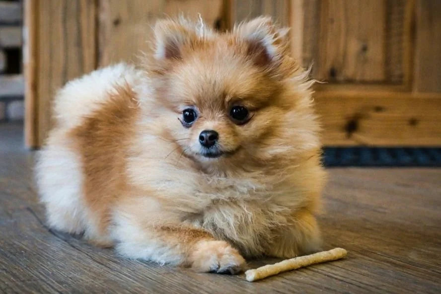 pomerania
