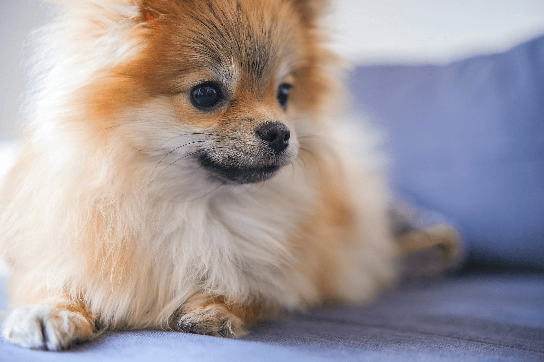 pomeranian como mascota