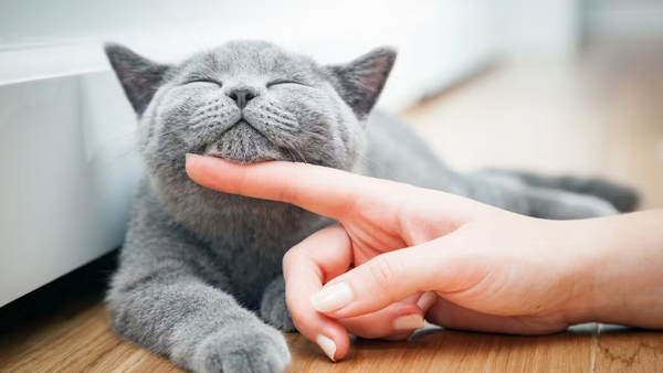 Consiente a tu Gato con los Mejores Premios y Snacks