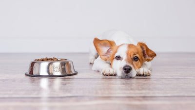 ¿Por qué mi perro no quiere comer en su plato?