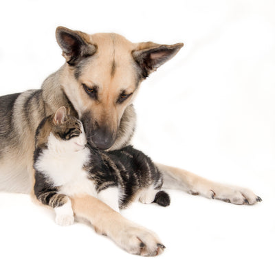 Premium vs. Retail: ¿Qué es mejor para tu mascota?
