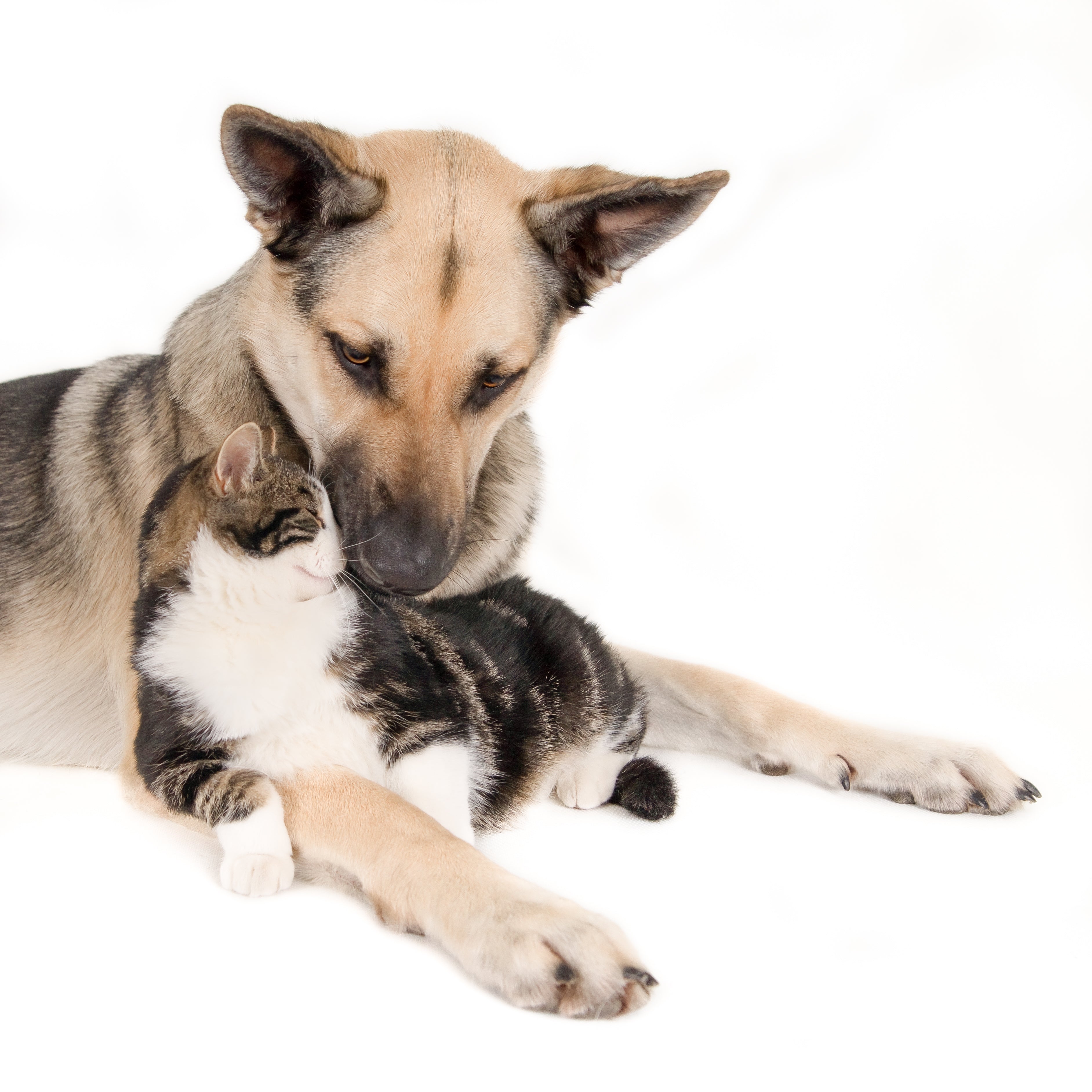 Premium vs. Retail: ¿Qué es mejor para tu mascota?