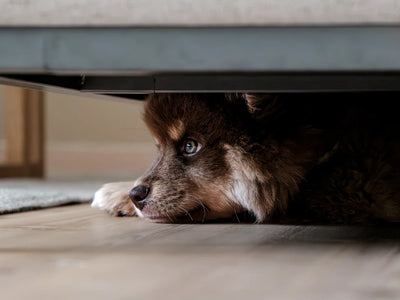Problemas digestivos en perros