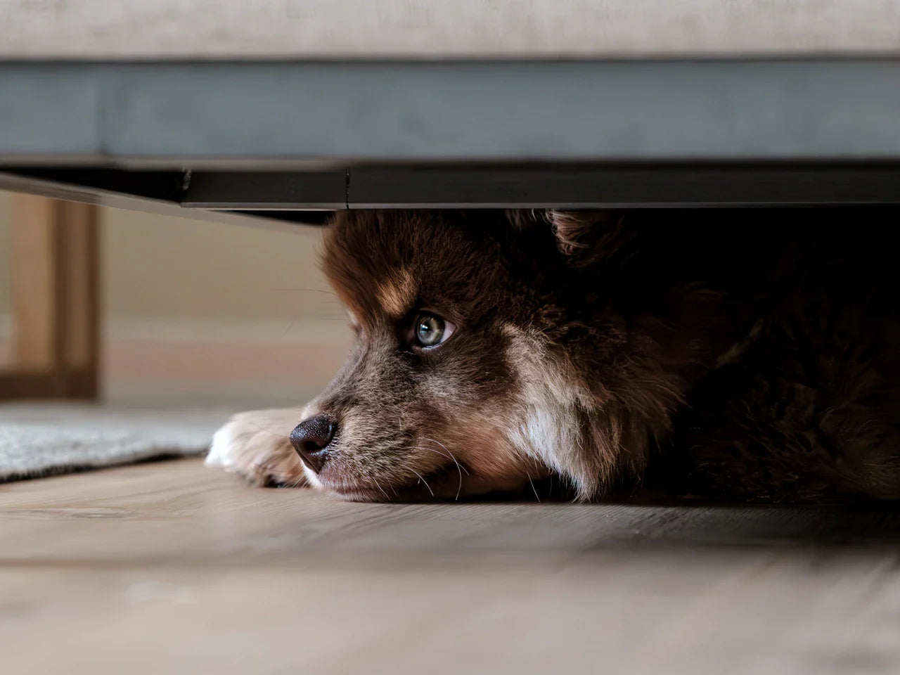 Problemas digestivos en perros