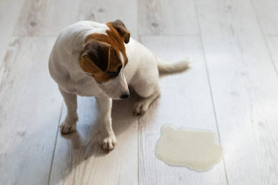Incontinencia urinaria en perros