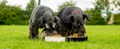 Productos orgánicos para perros