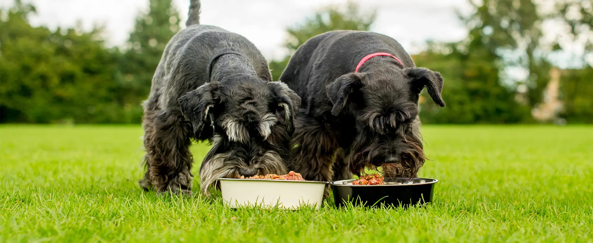 Productos orgánicos para perros