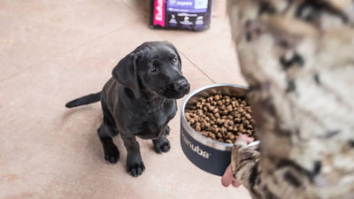 Proteína Animal, Clave en la alimentación del perro activo