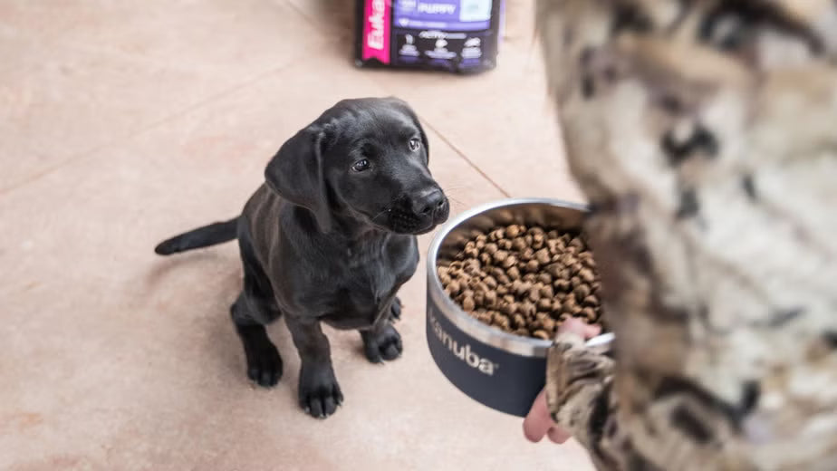 Proteína Animal, Clave en la alimentación del perro activo