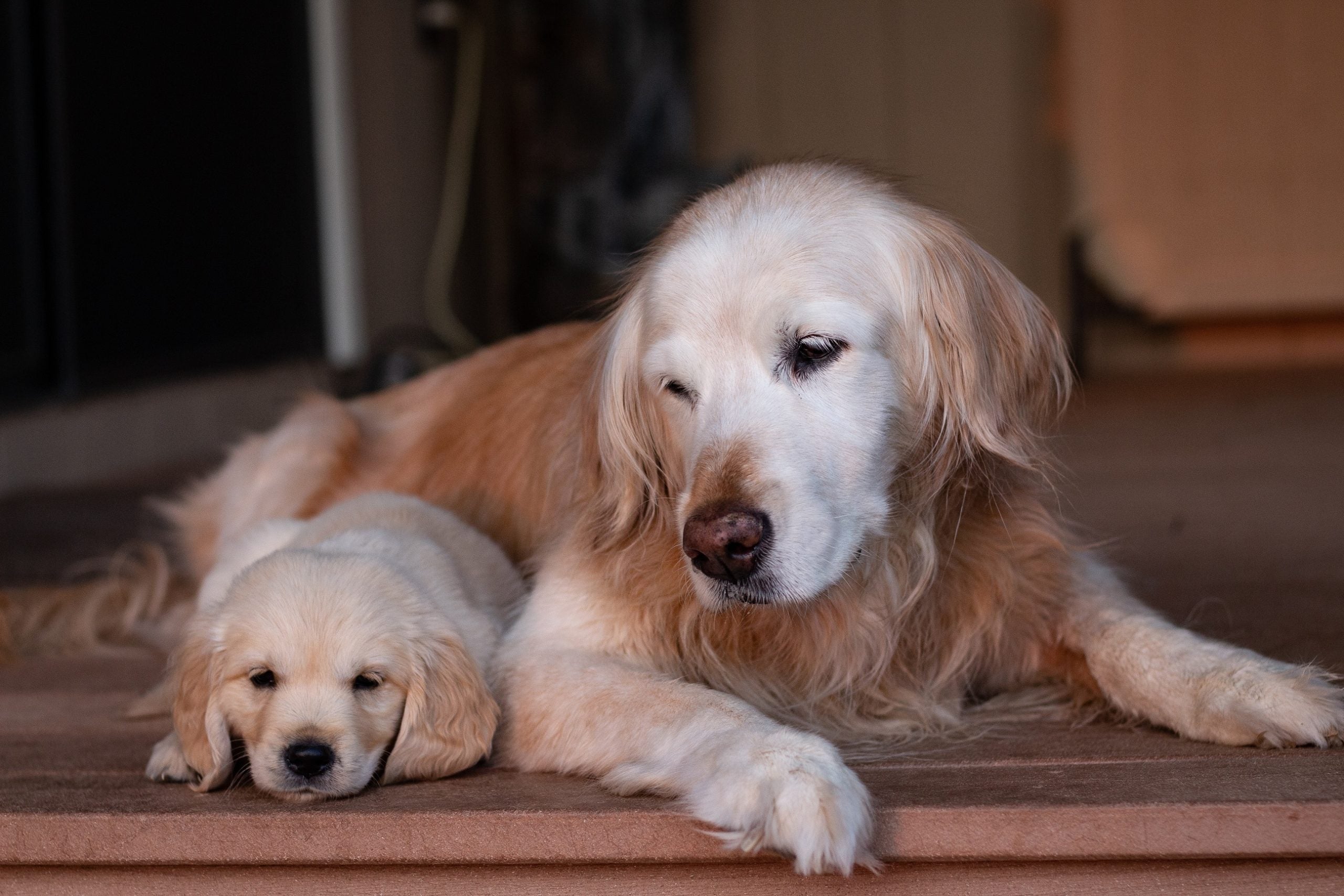 ¿Qué diferencias hay entre alimentar a un cachorro y a un perro adulto?