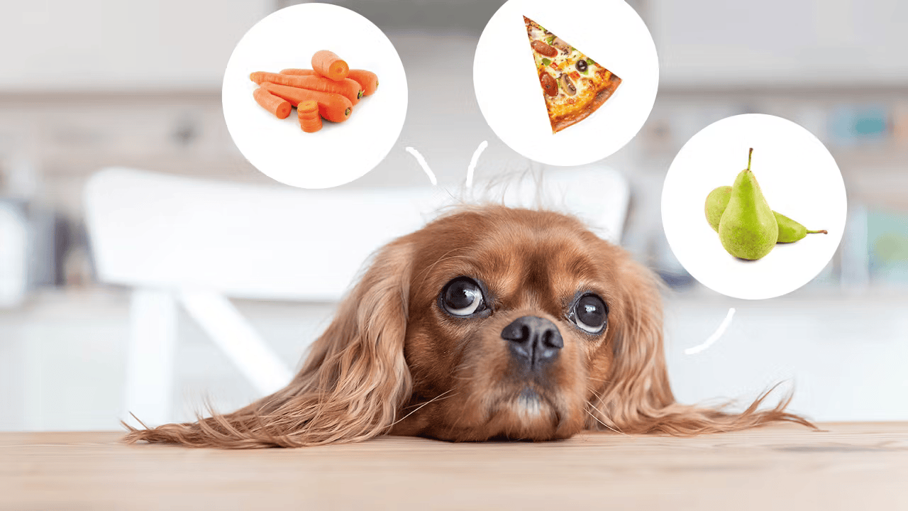 Alimentos que NO puede comer un perro