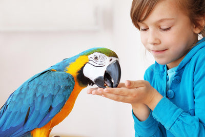¿Qué comen las guacamayas?