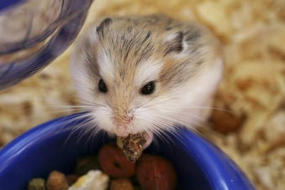 ¿Qué comen los hámsters? Guía completa de alimentación