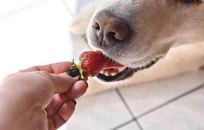 ¿Qué frutas pueden comer los perros?