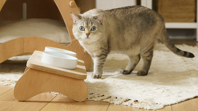 ¿Qué pueden comer los gatos aparte de comida de gatos?