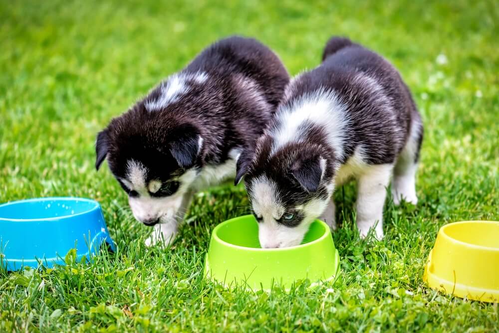 ¿Qué puede comer un cachorro de 2 meses?
