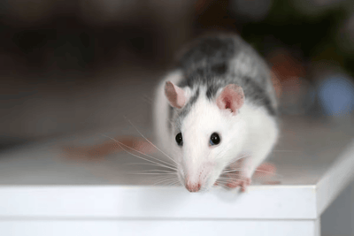 Rata como mascota: cuidados, alimentación, cuánto vive y qué necesita