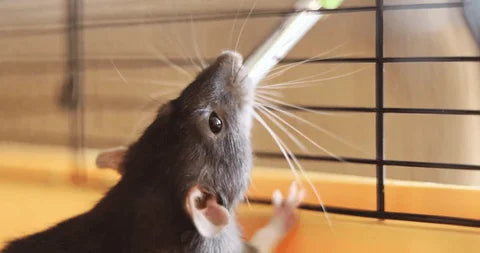 La Mejor Opción en Jaulas para Ratas Mascota