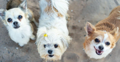 Mejor alimento para perros raza pequeña