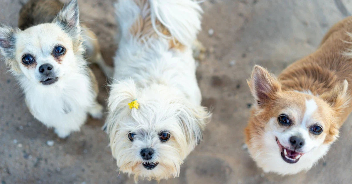 Mejor alimento para perros raza pequeña