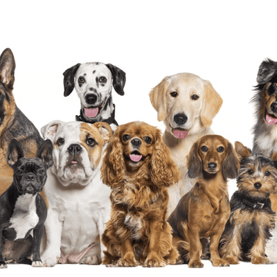 Razas de Perros Medianos: Características, Cuidados y Ejemplos Populares