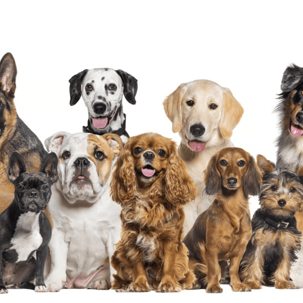 Razas de Perros Medianos: Características, Cuidados y Ejemplos Populares