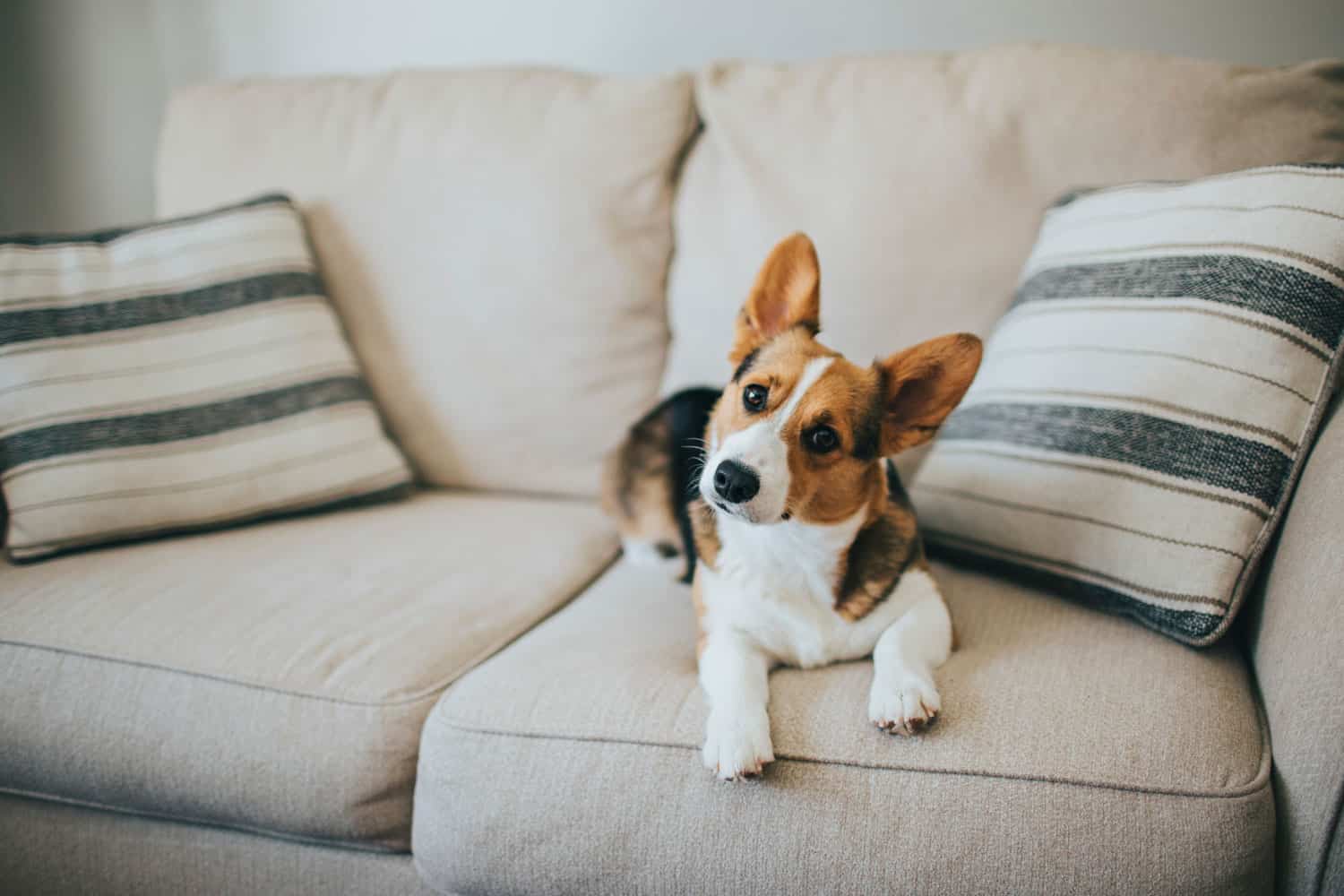 Razas de perros pequeños ideales para departamento (guía 2026)