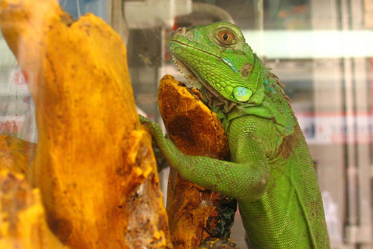 Reptiles como Mascotas: Una Guía para Interesados