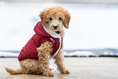 Ropa de invierno para mascotas