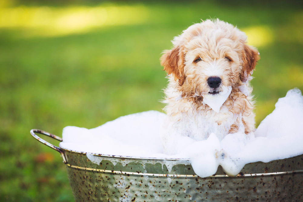 La Importancia del Baño y la Limpieza en Perros