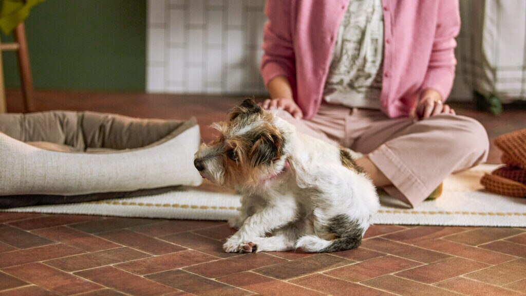 Simparica para perros: beneficios, usos y recomendaciones
