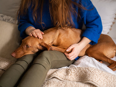Insuficiencia Renal Crónica en Perros